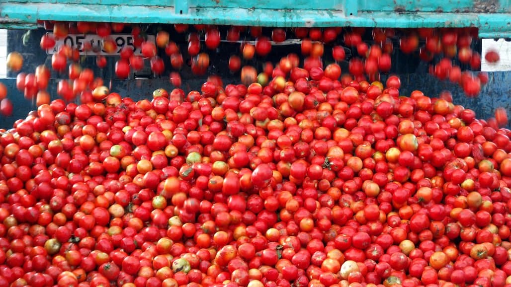 Tomato Processors Expect to Contract 9.8 Million Tons in 2026
