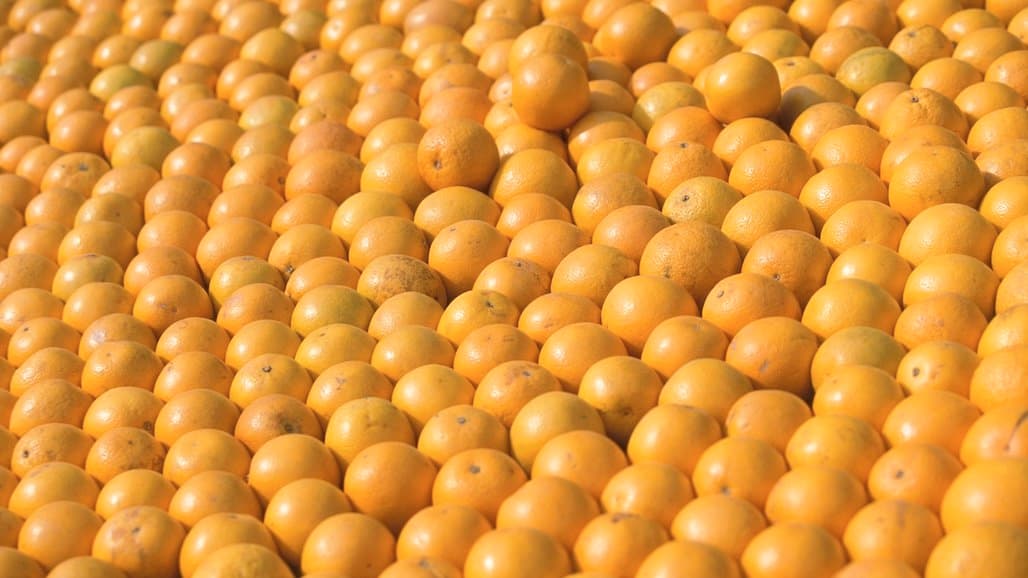 Increased Citrus Yield Predicted for Brazil