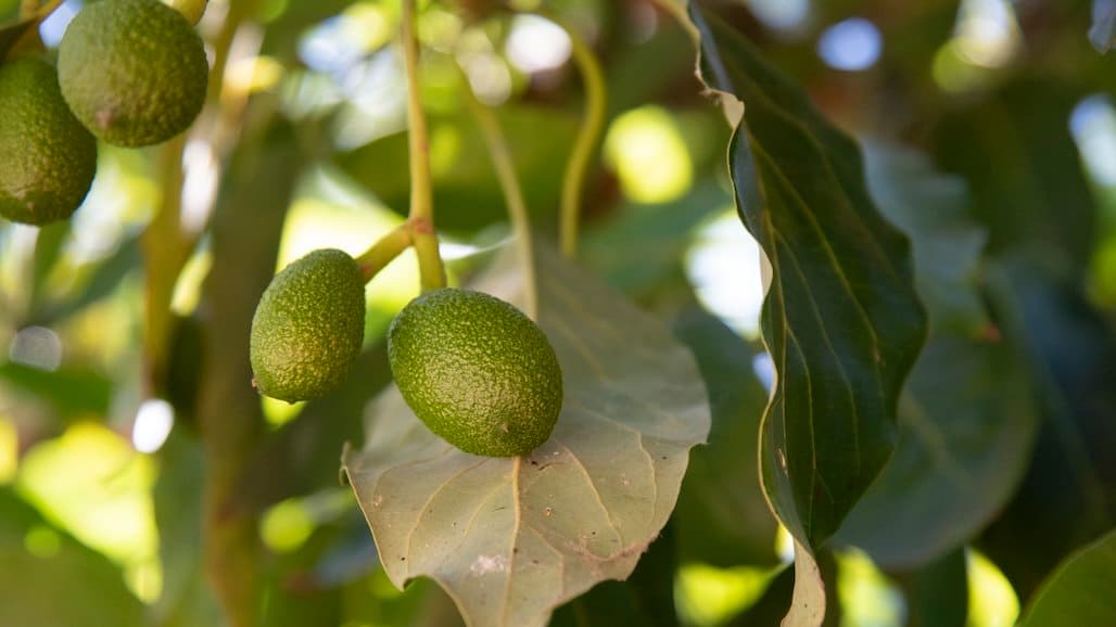 Mexico Leads Avocado Production
