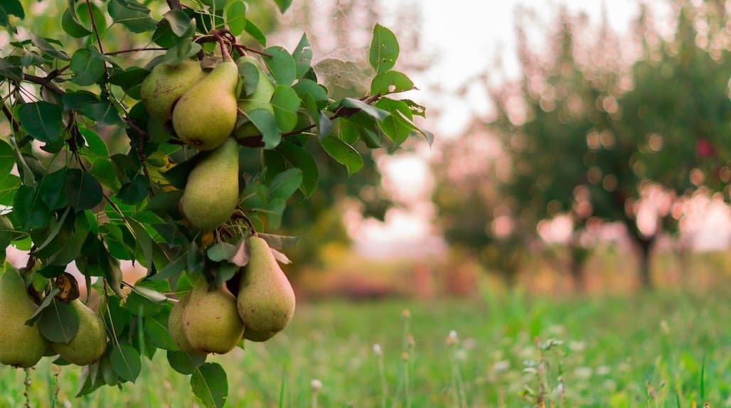 USDA Reopens Acreage Reporting for Specialty Crop Growers
