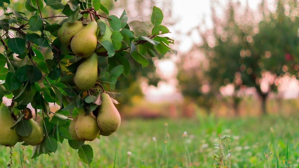 California Pear Farmers Call on Retailers to Shift from Imports