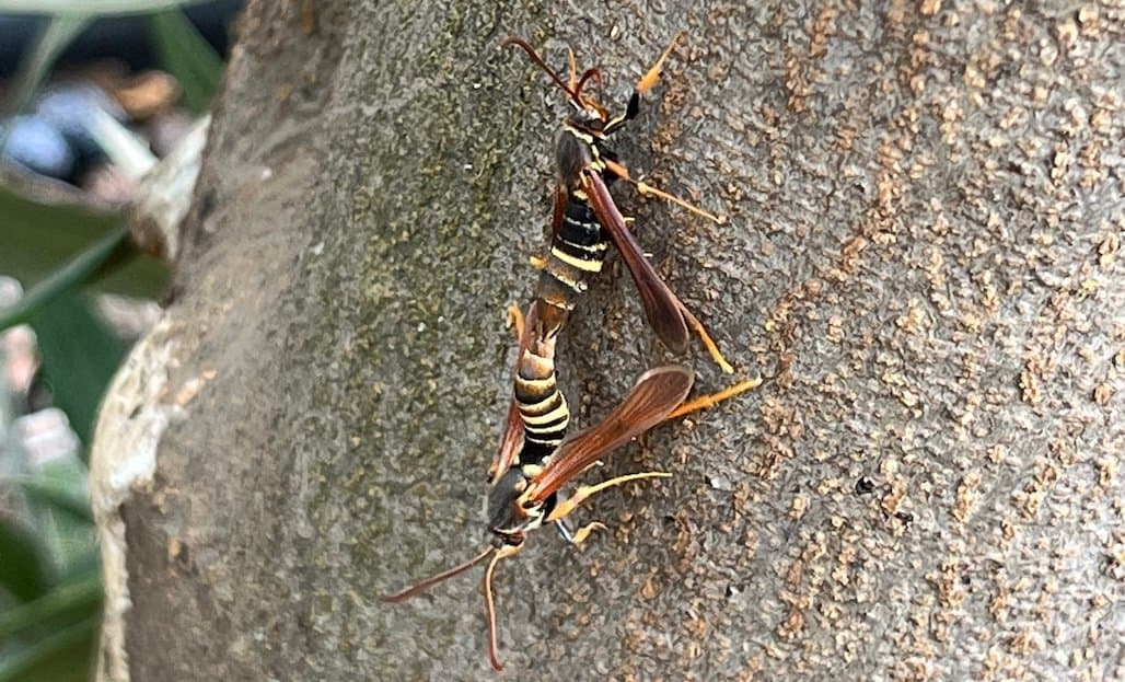How to Best Manage Lilac Borers in Olive Orchards