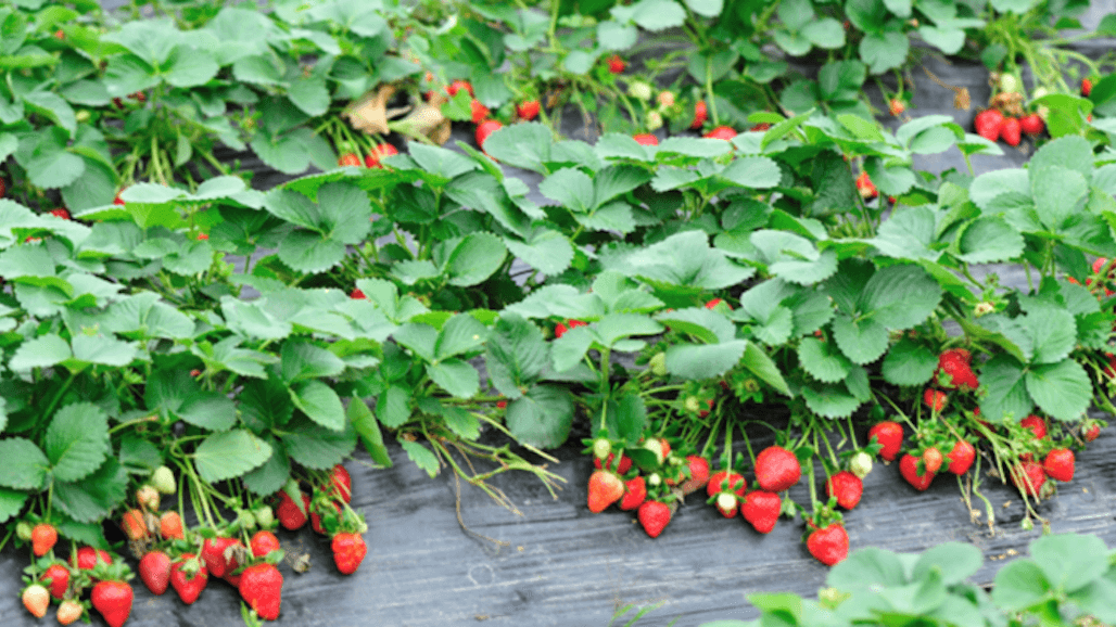 Ventura County Farmers, Researchers Convene to Explore Regenerative Ag