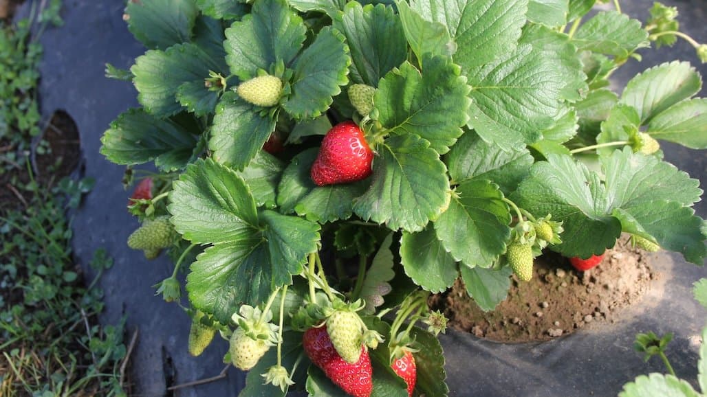 Fertilization and Irrigation Strategies Tutorial Planned for Strawberry Growers