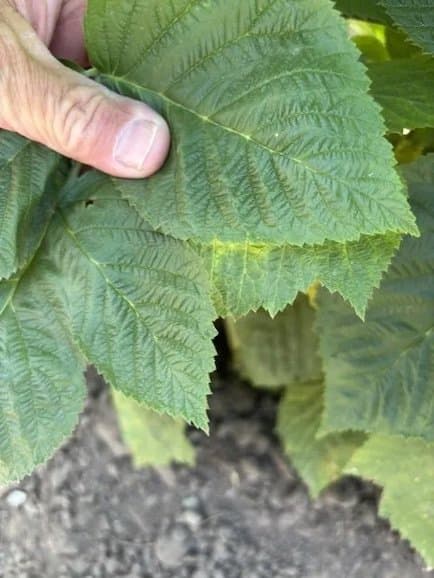 Effects of Shading on Raspberry Leaves