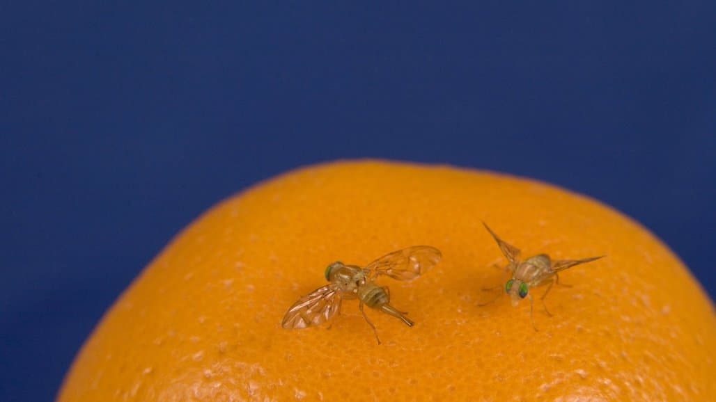 Mediterranean Fruit Fly Quarantine in Santa Clara, Alameda Counties Over