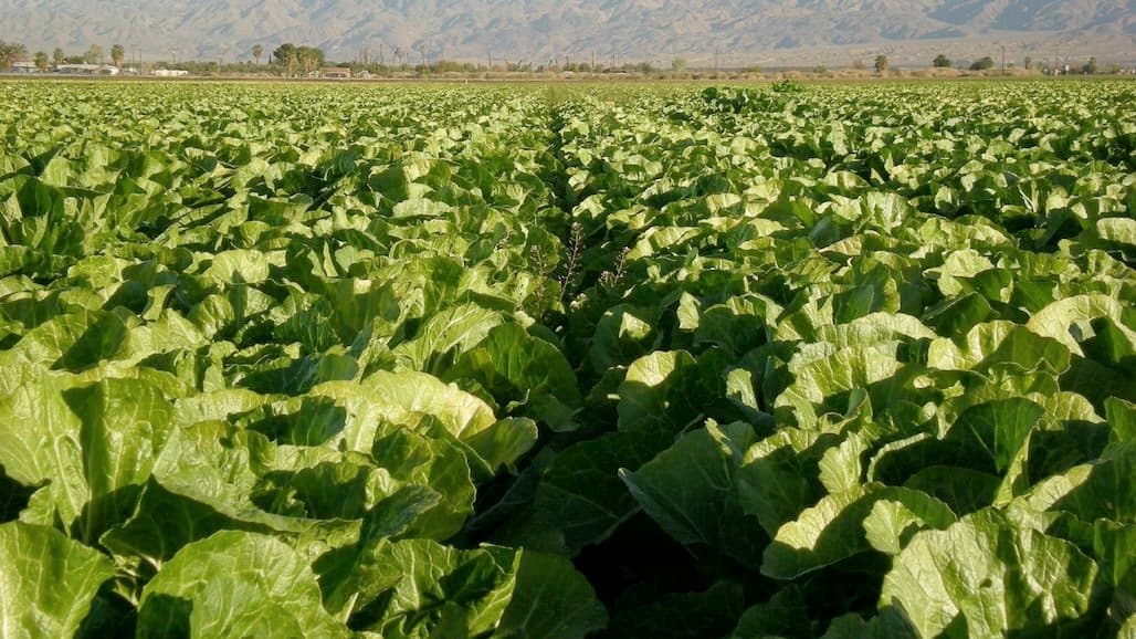 LGMA Webinar Highlights Science-Based Strategies for Preventing Cyclospora