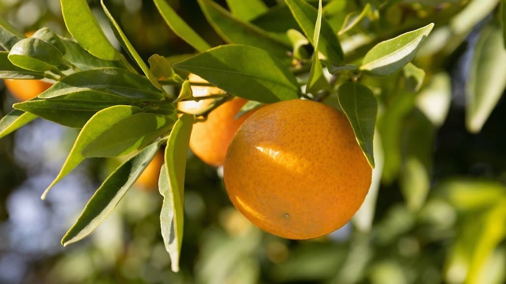 Citrus Yellow Vein Clearing Virus Quarantine Boundary Expanded