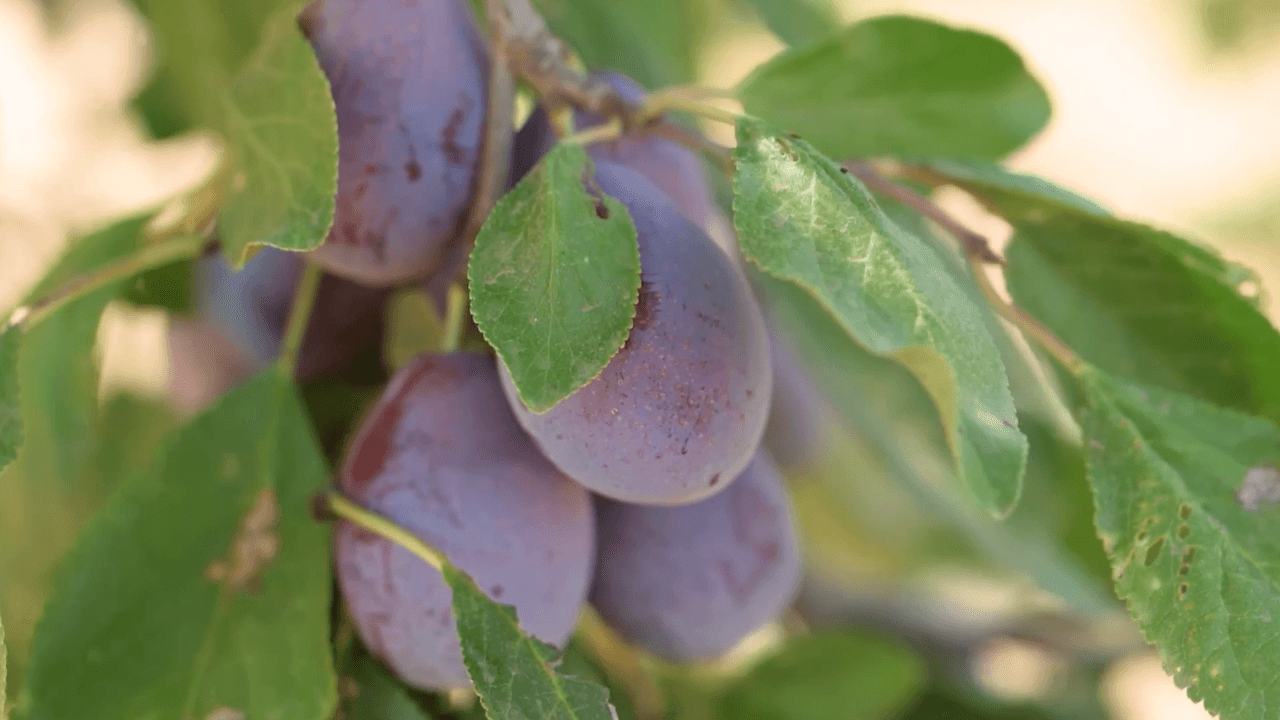 Prune Board Looks to Seize on Good Harvest