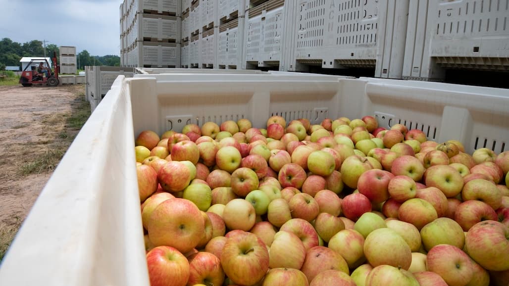 New Zealand Apple Industry Recovering