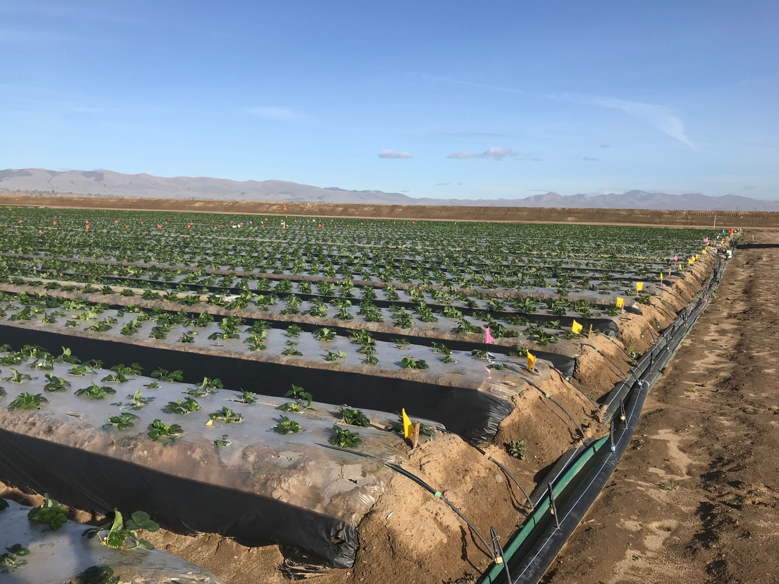 Microbial Soil Amendments to Improve Strawberry Health & Production