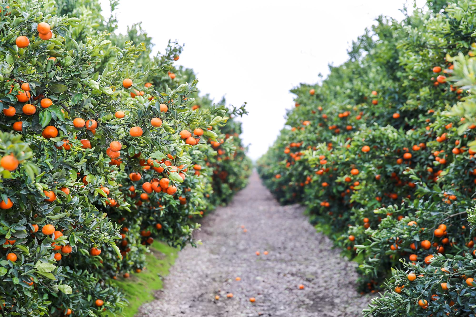 Fruit World Enters Citrus Season with New Sustainable Packaging and Increased Volume of Organic and Conventional Offerings