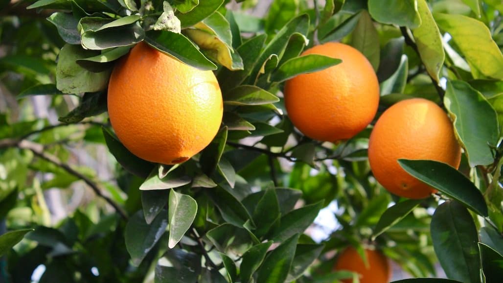 California Citrus Growers Optimistic for the Upcoming Navel Orange and Mandarin Season