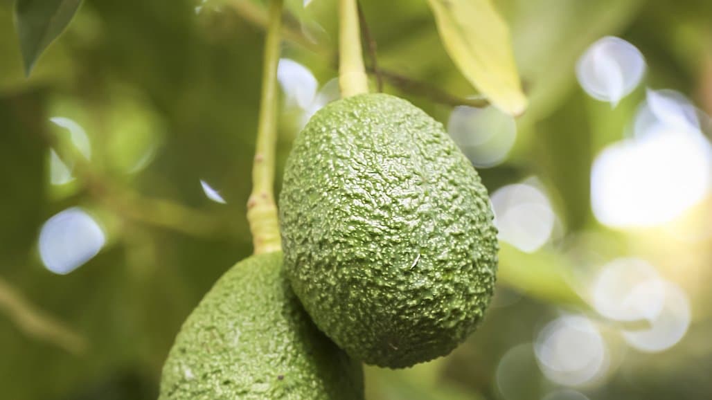 Avocado Food for Thought Fertilizer Workshop, Feb. 15