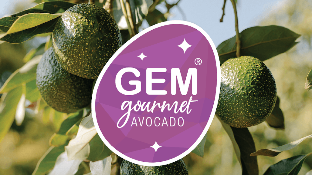 Westfalia Fruit Expecting Strong 2023 Gem Avocado Season