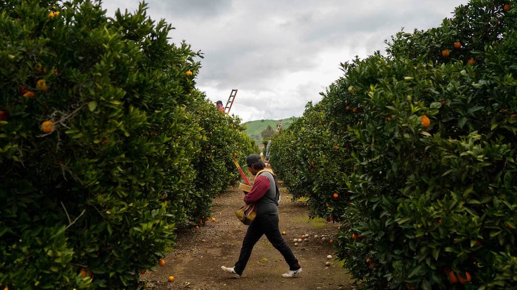 Farm Labor Contractors ACP Citrus Harvest Compliance Agreements Due June 15
