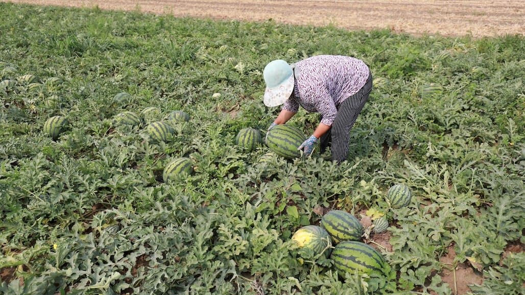 Watermelon Growers Partner with JPH Law Firm for Labor Policy & Compliance Support