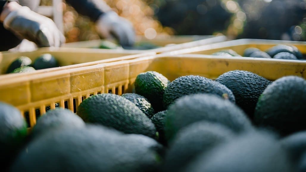 Favorable Weather Yields Abundant Avocado Crop for Chile