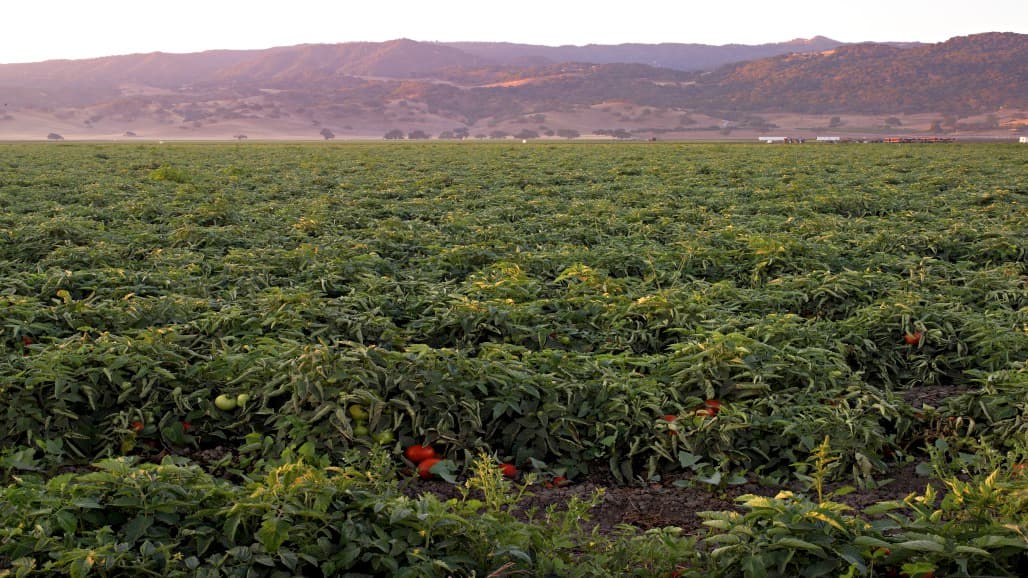 plant-parasitic nematode control