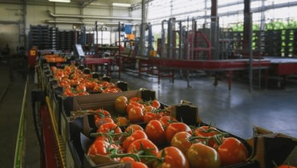 fruit shelf life